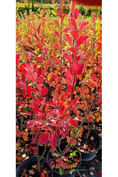 Кизильник блискучий саджанець - 5л/вис.60-70см/Ø40-60см